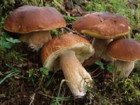 Corso propedeutico alla raccolta e al consumo dei funghi